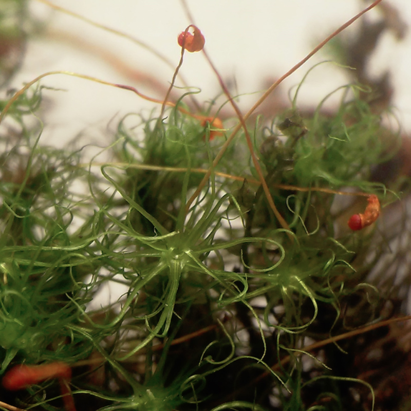 Oncophorus wahlenbergii